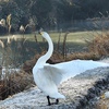 オオハクチョウ