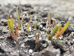 ニラが出てきました