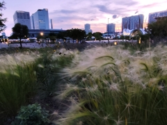 Grassに星
