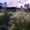 Grassに星