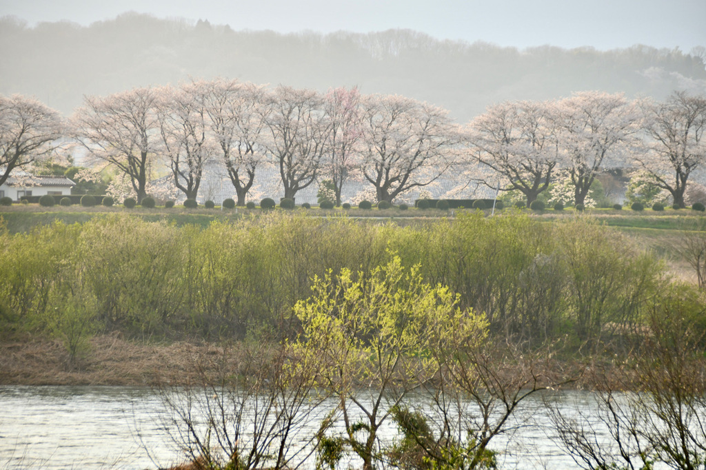 川辺の桜並木