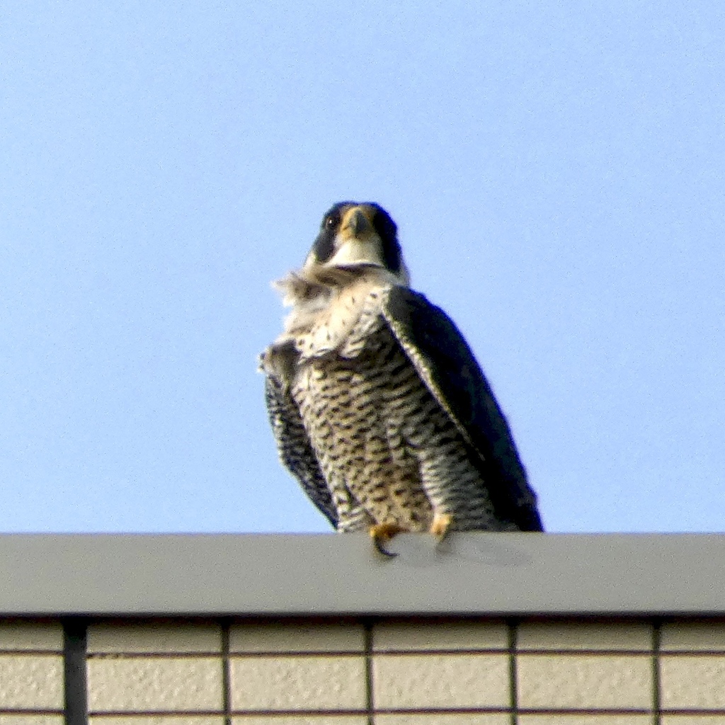 ハヤブサですよ