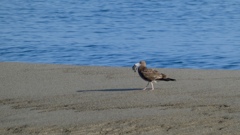 魚、落ちてたよー