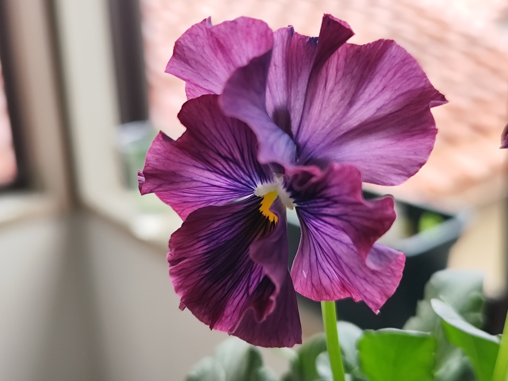 パンジー　きもの