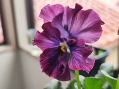 パンジー　きもの