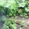 雨風に揺れて