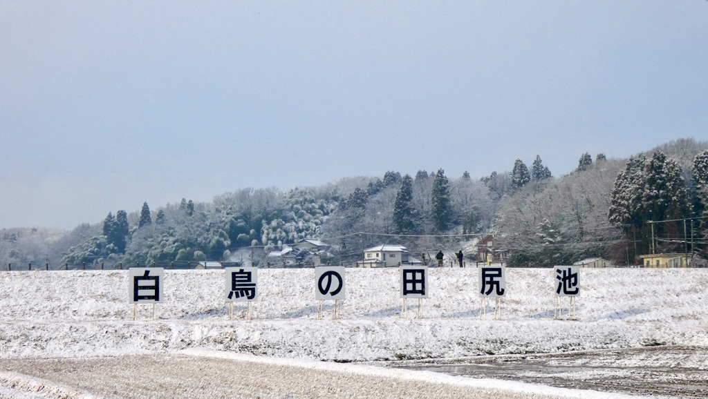 白鳥の田尻池