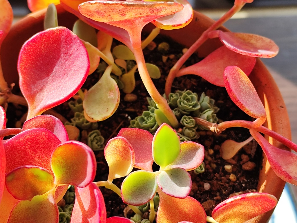 ミセバヤの紅葉