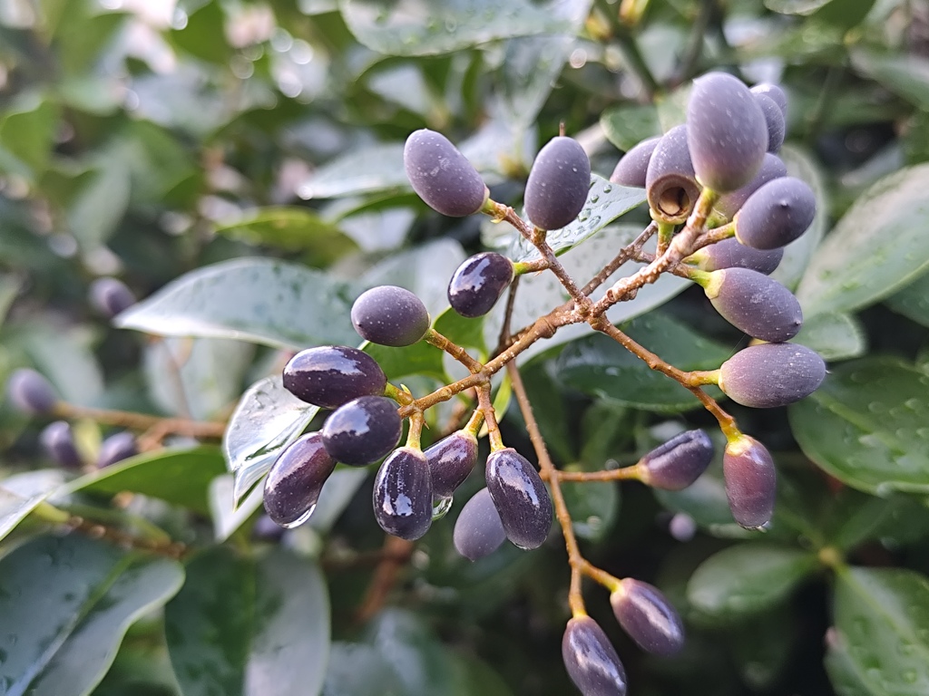 ネズミモチの実