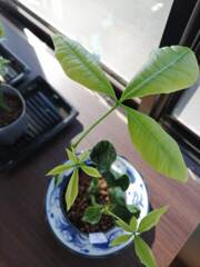 パキラ種まきから20日後。