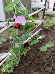 菜園日記　赤花絹サヤ