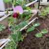 菜園日記　赤花絹サヤ