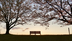 夕暮れ〜桜のベンチ
