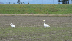 田んぼの大白鳥