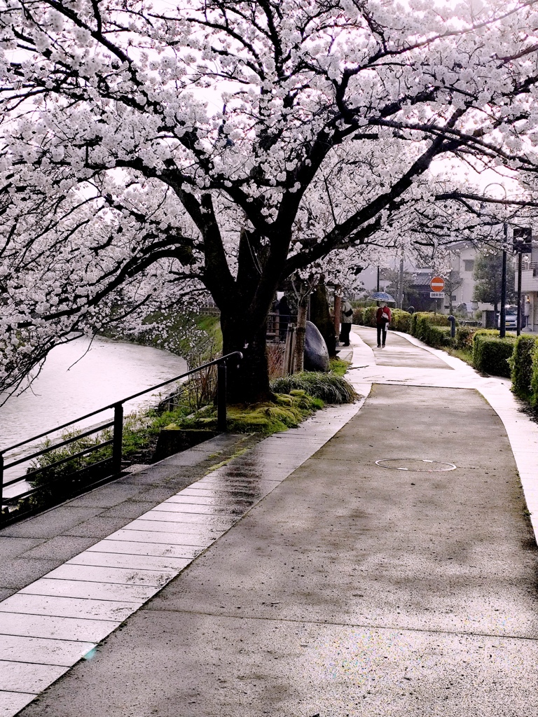 桜の帰り道