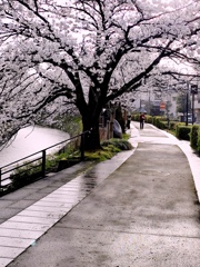 桜の帰り道