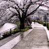 桜の帰り道