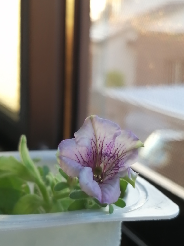 咲きました