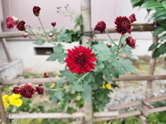 身に覚えのない赤色の菊が咲いた