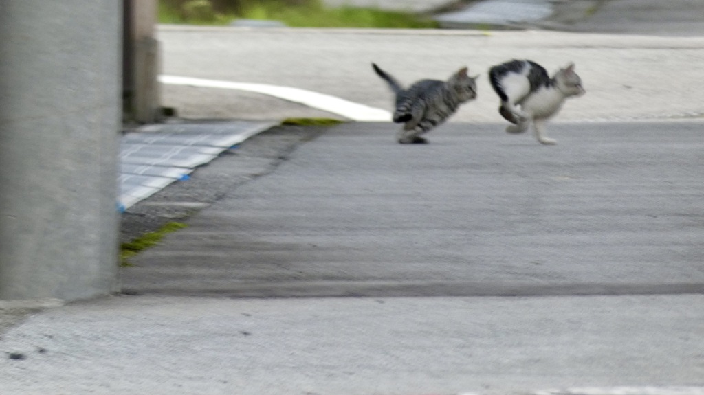 うさぎ跳び By フリージア Id 写真共有サイト Photohito