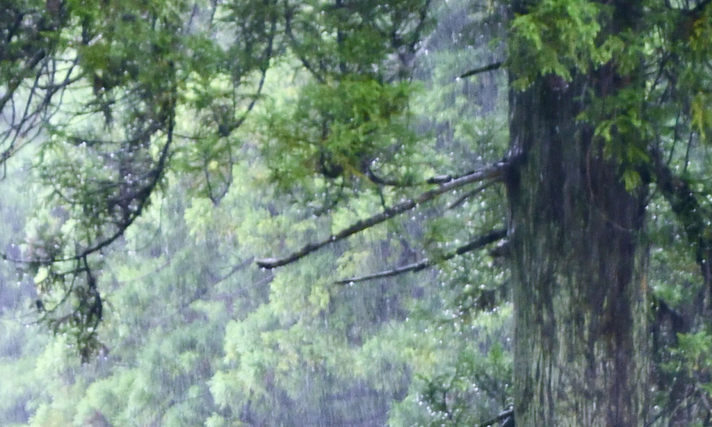 雨の雫