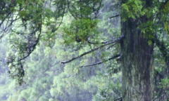 雨の雫
