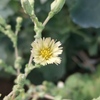 サニーレタスの花