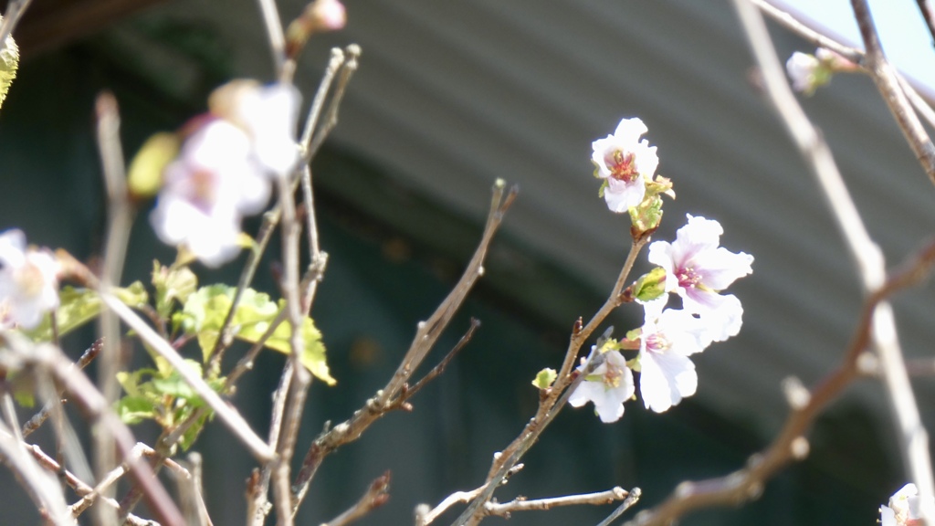 秋の桜