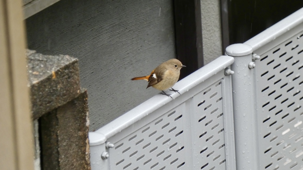 雨の日に来る子