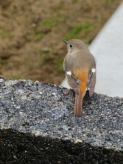 庭の塀に来たジョウビタキ