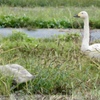 草を食む幼鳥コハク