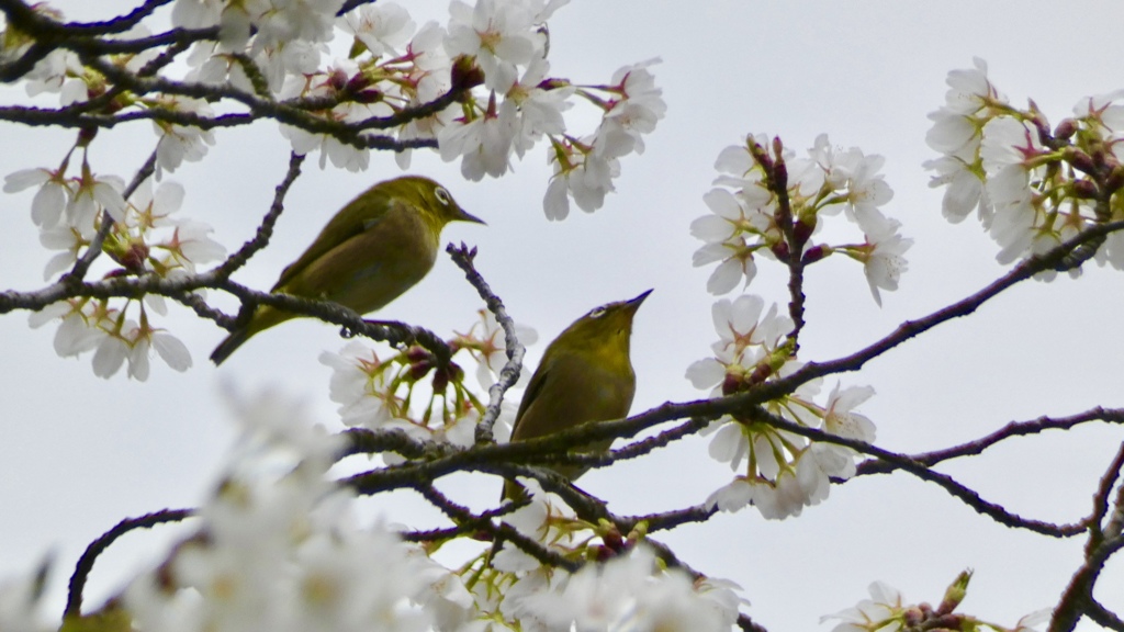 白桜にメジロ