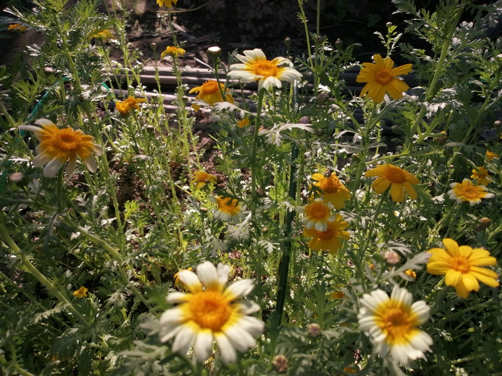 シュンギクの花たち