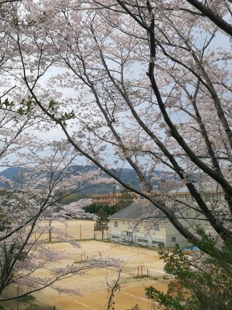 桜が見下ろす中学校