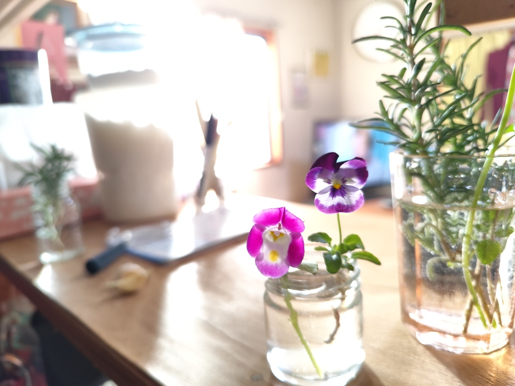 終盤のビオラと夏菫