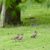 次は登りだよー