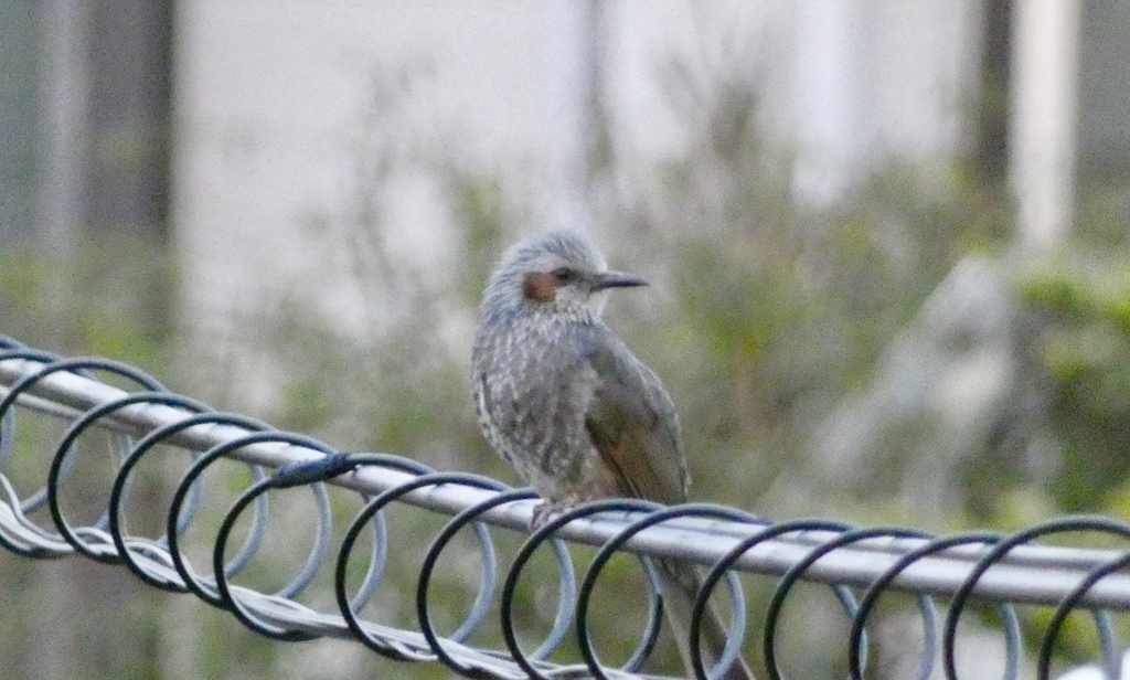 鳴いては、後ろをチラ
