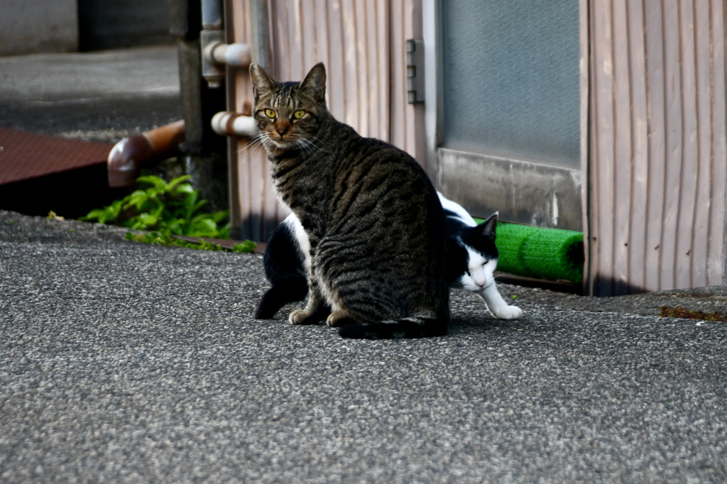 ハチ子とトラ茶