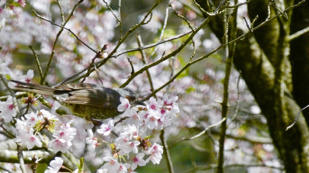 桜にヒヨさん