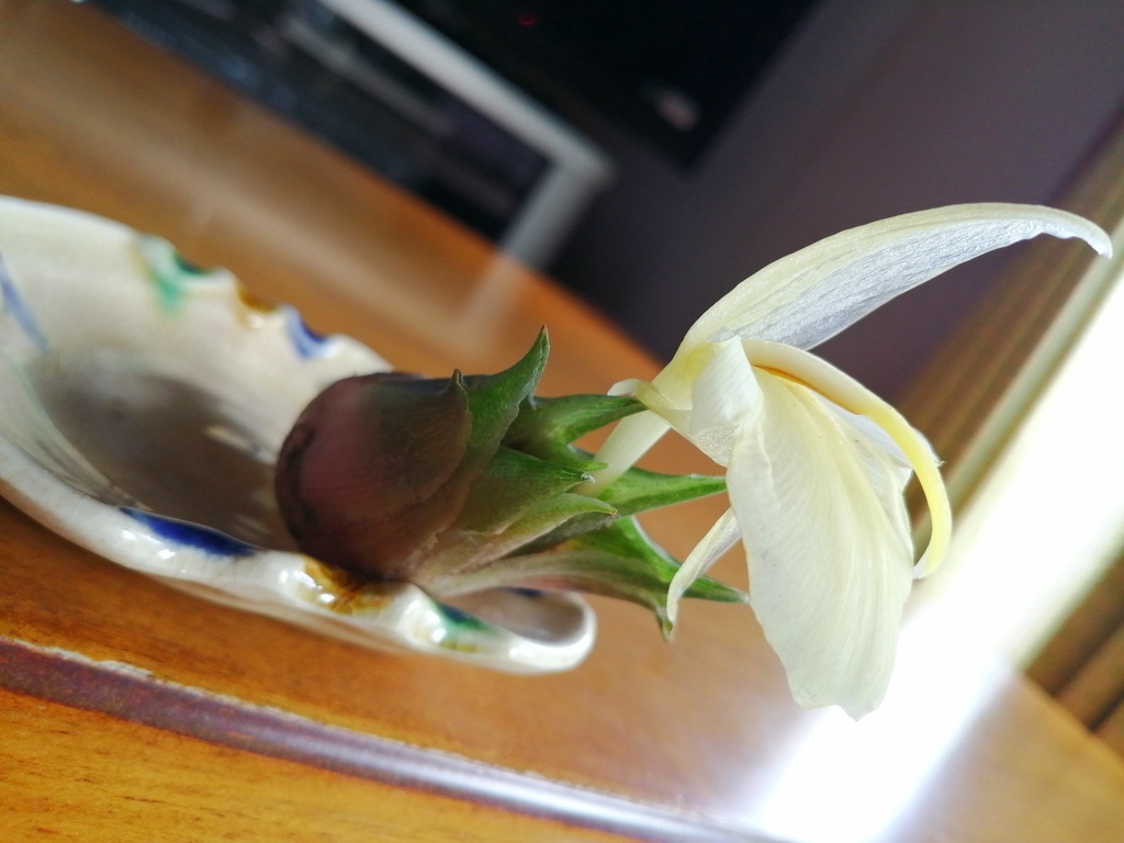 茗荷の花