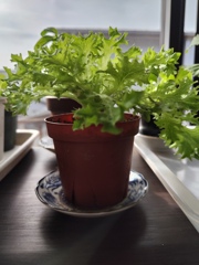 お名前は…ハンサムグリーン？