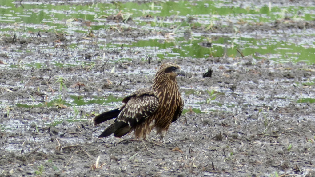 トビ（幼鳥？）