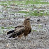 トビ（幼鳥？）