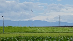 ツバメ飛ぶ田園