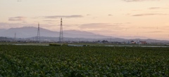 優しい夕焼け
