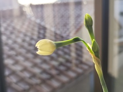 明日、咲くかな