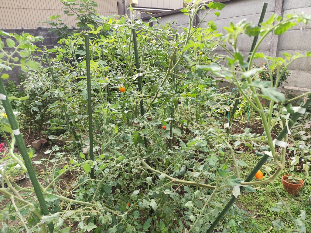 もさもさミニトマト