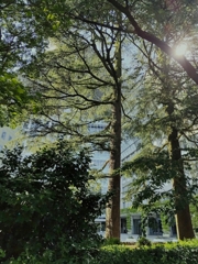 風の大木