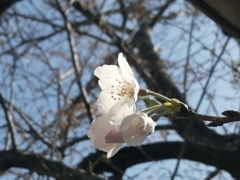 咲き始めの桜