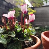 ガーデンシクラメン、鉢植えしました